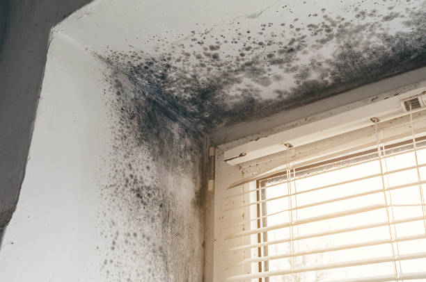 Affordable Mold Remediation solutions in Garden City, NY